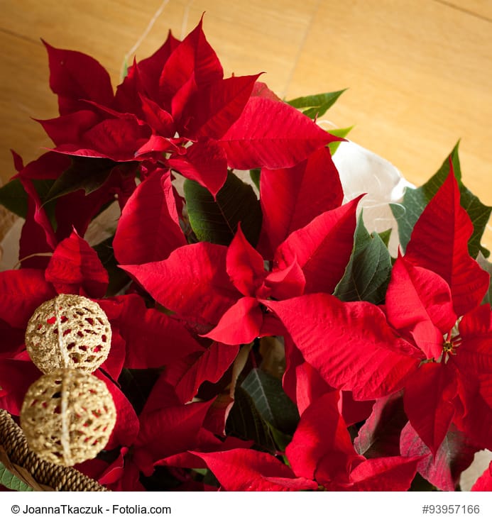 3 flores muy navideñas